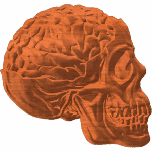 BRAIN & SKULL