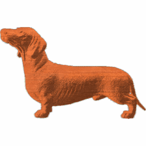 Dachshund