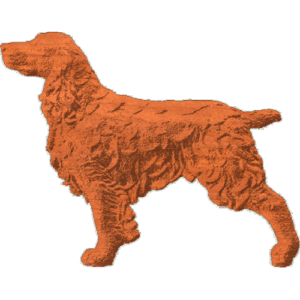 Springer Spaniel - Standing