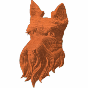 Scottish Terrier face