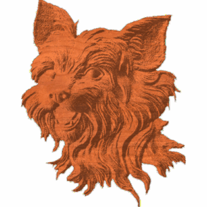 Yorkshire Terrier - Face - 1
