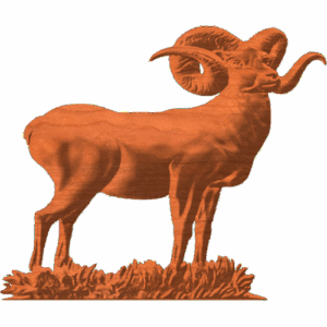 BIGHORNED SHEEP 02