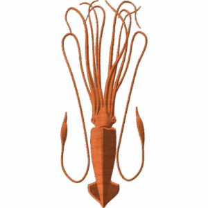 HUMBOLDT SQUID