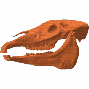 Horse Skull