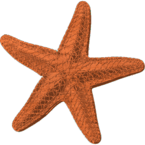 Starfish-03