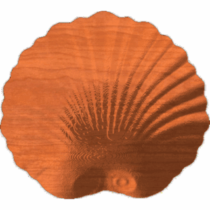 Shell