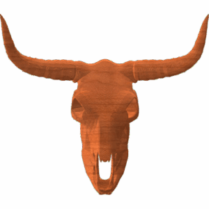 Longhorn Skull
