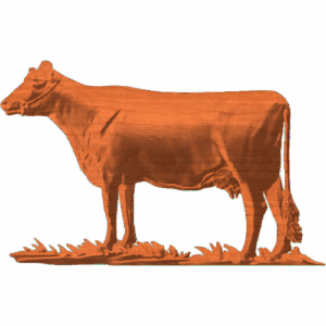 JERSEY COW
