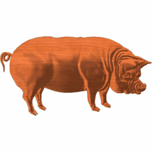 PIG 1