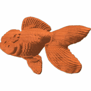 Oranda Goldfish