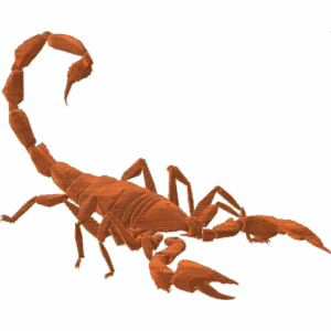 Scorpion 001