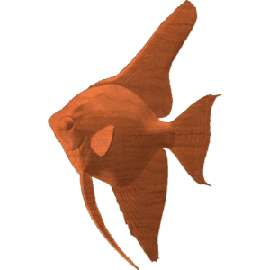 Angelfish 001 - CSF