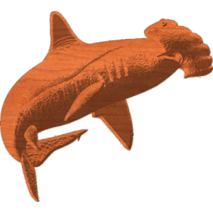 Hammer Head Shark