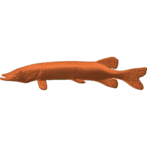 Northern Pike Fish